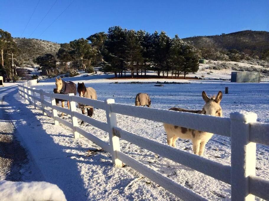 Lappi Farm Βίλα Berridale Εξωτερικό φωτογραφία